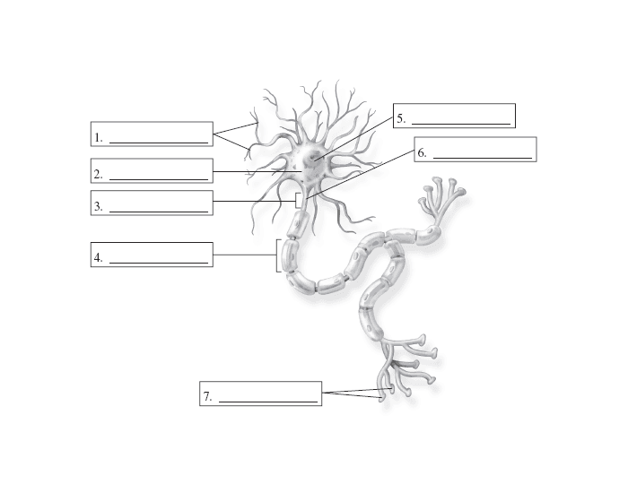 Neuron Quiz
