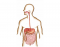 Luthy - Digestive System Organs