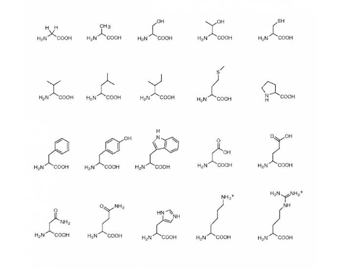 Amino Acids Quiz
