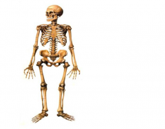 O Esqueleto Humano