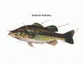 Bass Fish Anatomy