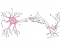 Neuron Anatomy