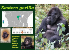 Eastern gorilla (Gorilla beringei)