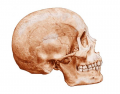 Human Skull Osteology