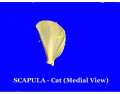 Scapula (Medial View)