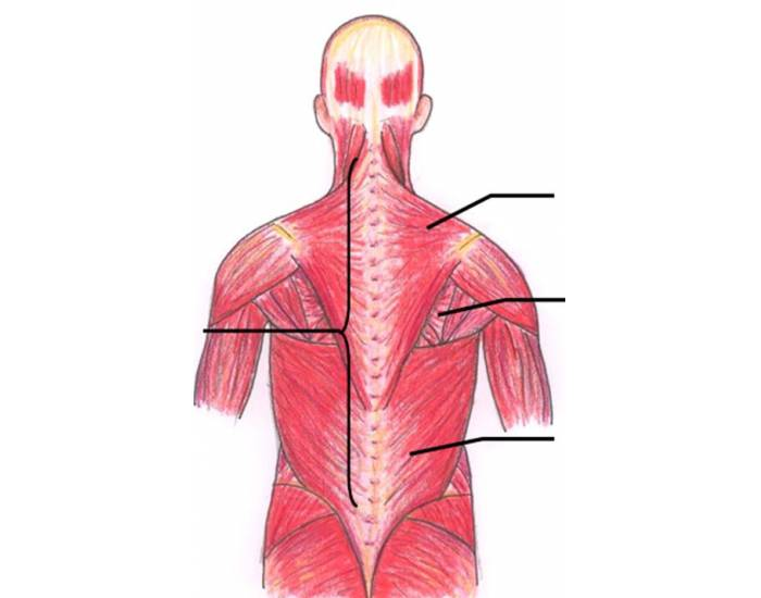 NFF1A Back Muscles Quiz
