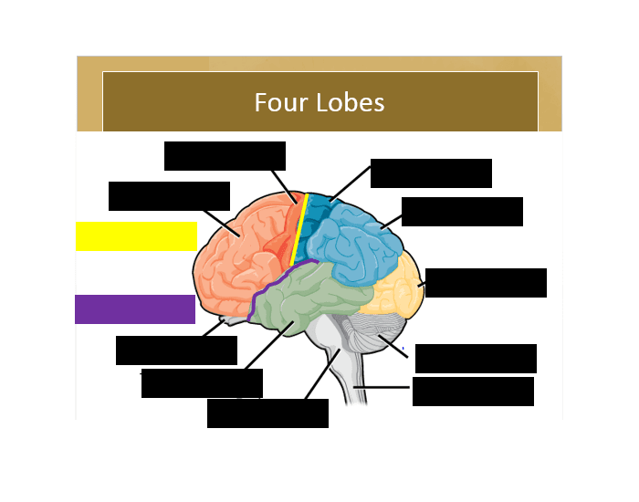 Identifying brain structures — Printable Worksheet