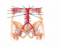 Abdominal Arteries - Superior