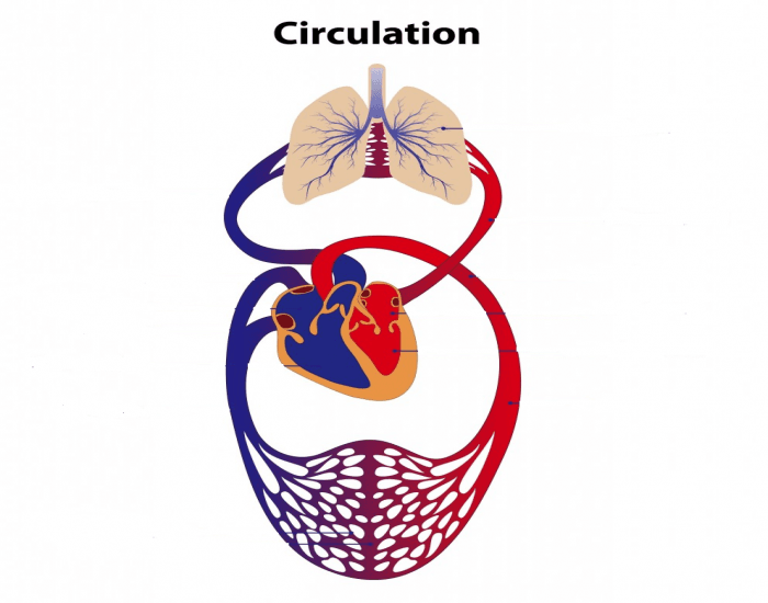 Circulatory System Hangman Game