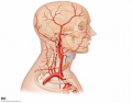 Arteries of the Head and Neck - KKNAPP 2016
