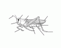 Grasshopper Anatomy (External)
