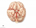 Arteries of the Brain - KKNAPP 2016