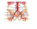 Abdominal Arteries - Inferior