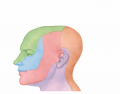 Cutaneous Innervation of Head and Face