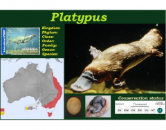Platypus (Ornithorhynchus anatinus)
