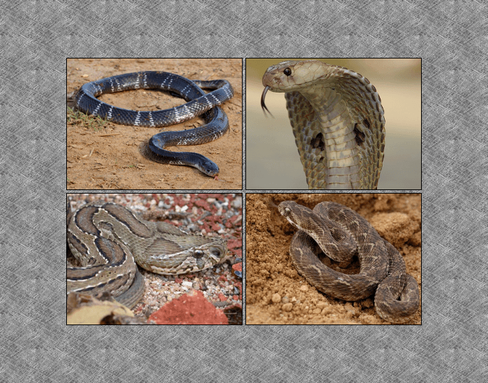 4 Snakes The Big Four Snakes of India Quiz