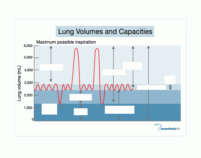 Lung Capacity Chart Quiz Lung capacity chart quiz
