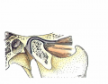 Temporal Mandibular Joint