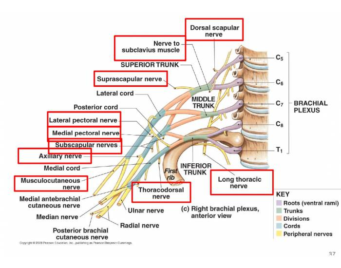 Innervation of Upper Body Quiz