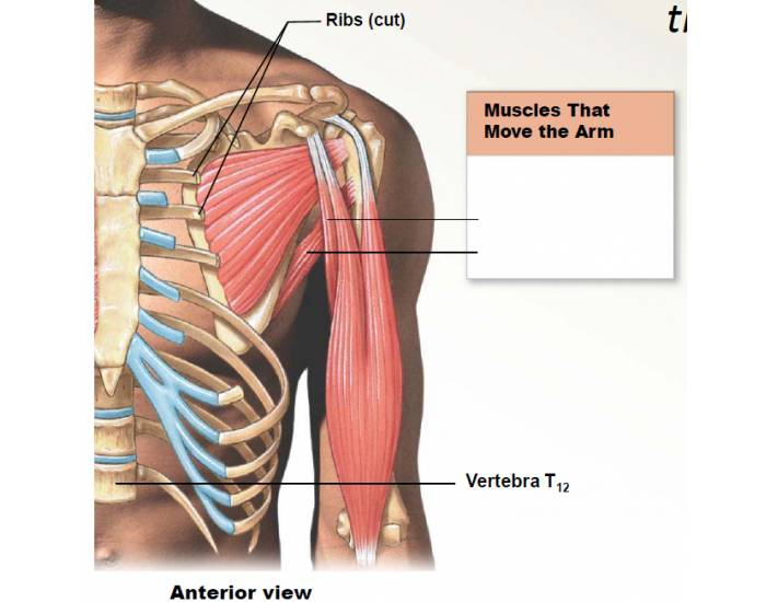 Humoru Muscle Muscles that move the humerus Quiz