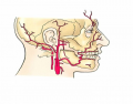 Arterial Head Innervation