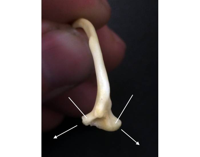 Snake Rib Quiz