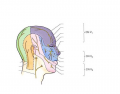 Cutaneous Innervation of the Face (3)