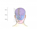 Cutaneous Innervation to the Face (2)