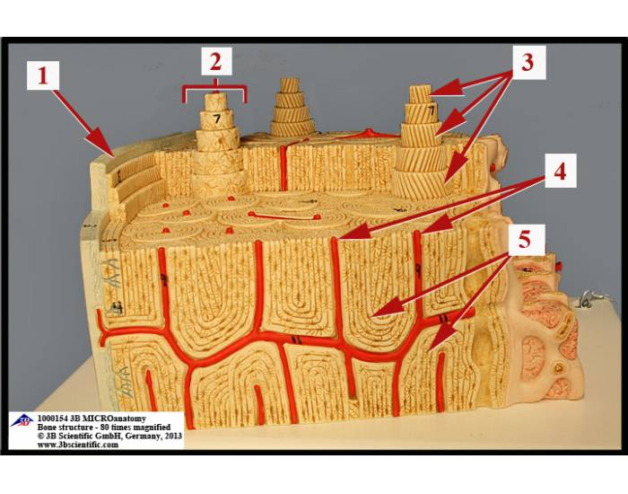 Bone model 2 — Printable Worksheet