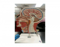 Pituitary gland in relation to the brain - fuhscinating
