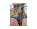 Thyroid Gland & Parathyroid Gland Model - fuhscinating
