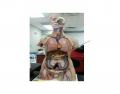 Pancreas Model - fuhscinating