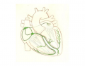 Cardiac Conduction System