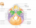 Sphenoid and Temporal (Inferior view)