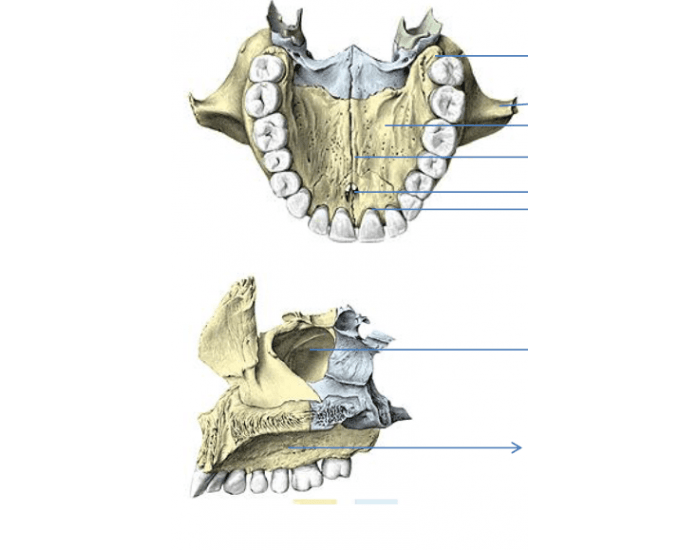 maxila Anatomia Odontológica Quiz