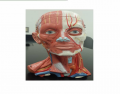 Muscle Model Head Anterior
