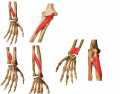 Muscles of the Forearm 2