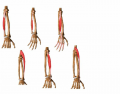 Muscles of the Forearm (Extensor)