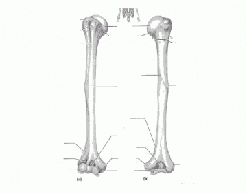 Radius and Ulna Xray Anatomical Parts — Printable Worksheet