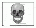 Name the Anterior Aspect of the Skull