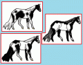 Paint Patterns of the Horse