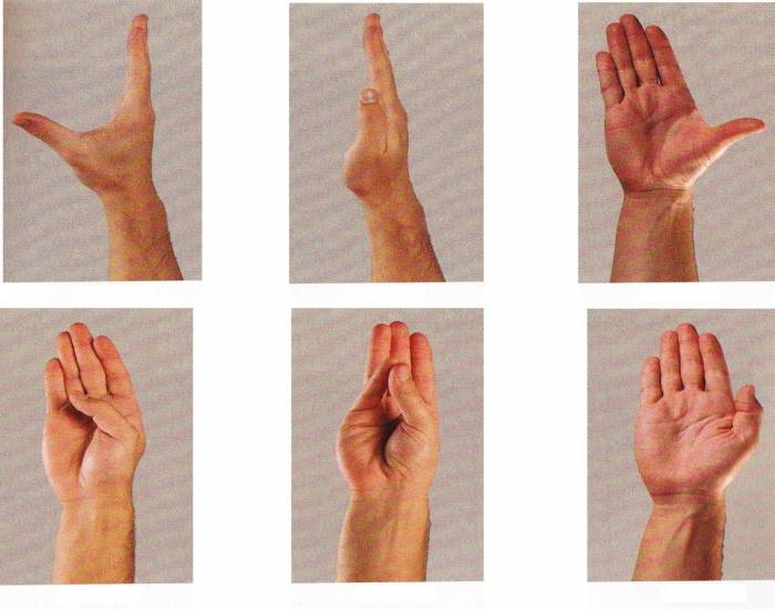 Thum Rotation Movements of the Thumb Quiz