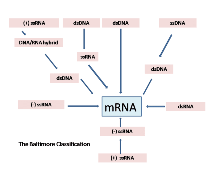 The Baltimore Classification Quiz