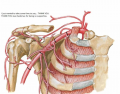 Axillary Artery and Anastomoses Around Scapula