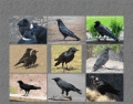 Ravens (Corvus)