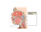 Respiratory Anatomy 1
