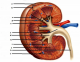 Gross Anatomy of the Kidney