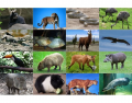 Zhivotinski svet vo Juzhna Amerika (Fauna in South Amerika)