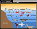 Oceanic Zones Marine Life Quiz