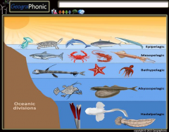 Oceanic Zones Marine Life Quiz